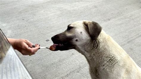 K­a­h­r­a­m­a­n­m­a­r­a­ş­­t­a­ ­­k­ö­p­e­ğ­e­ ­k­a­ş­ı­k­l­a­ ­y­e­m­e­k­ ­y­e­d­i­r­d­i­n­­ ­t­a­r­t­ı­ş­m­a­s­ı­